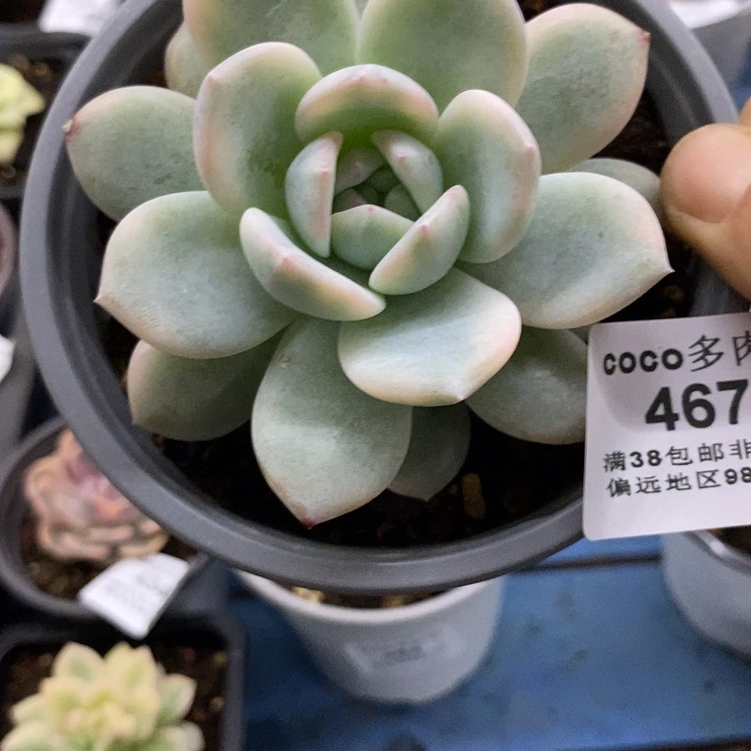467梦露锦大单头炸多肉