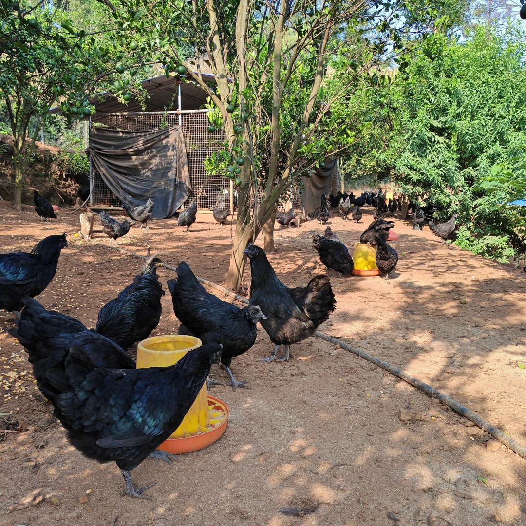 【珍晒】 农家特产代收山货乌金鸡（母鸡）