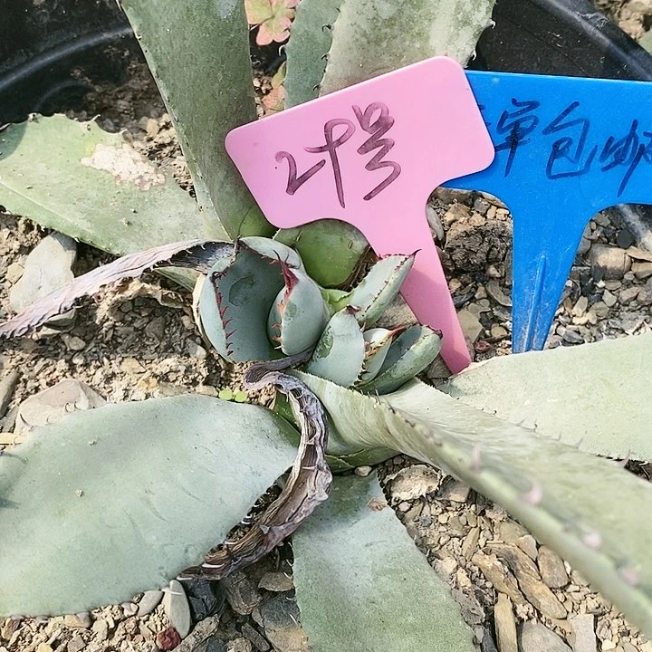 【闪购商品】无花朵龙舌兰圆叶虚空