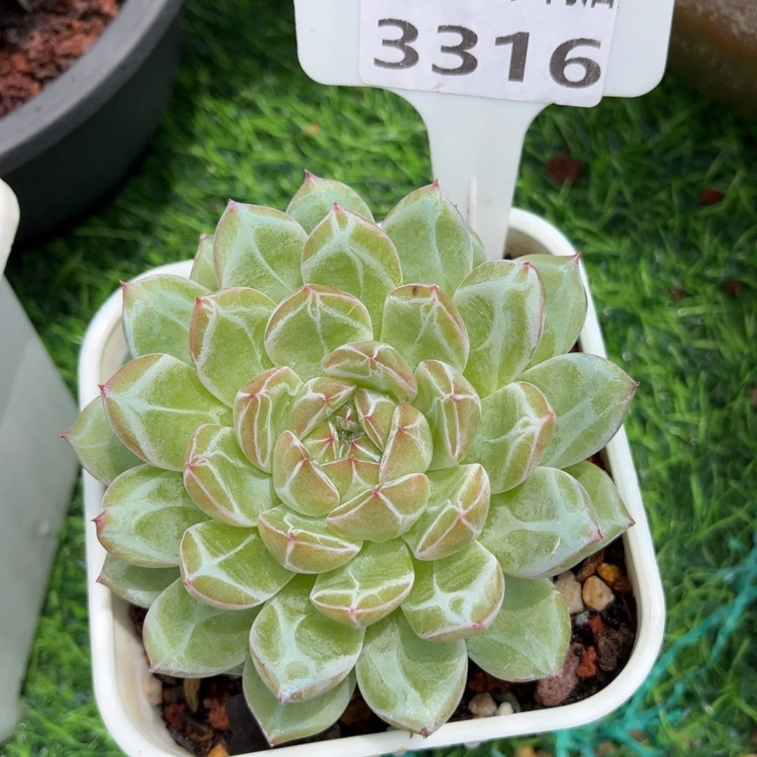 她***肉多肉植物3316 一定要拍个冷链哦