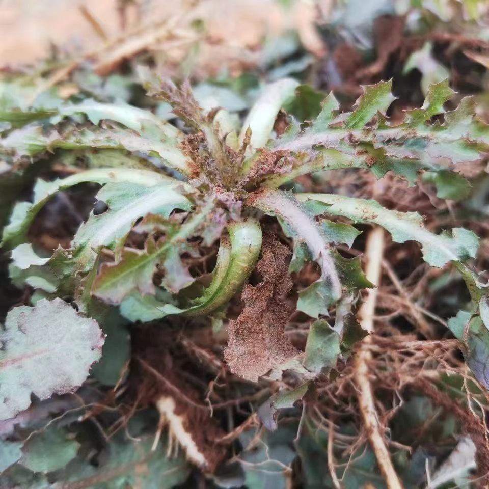 沂蒙山苦菜新鲜现挖大叶苦菜花叶苦菜山东特产野菜自然生长苦碟子