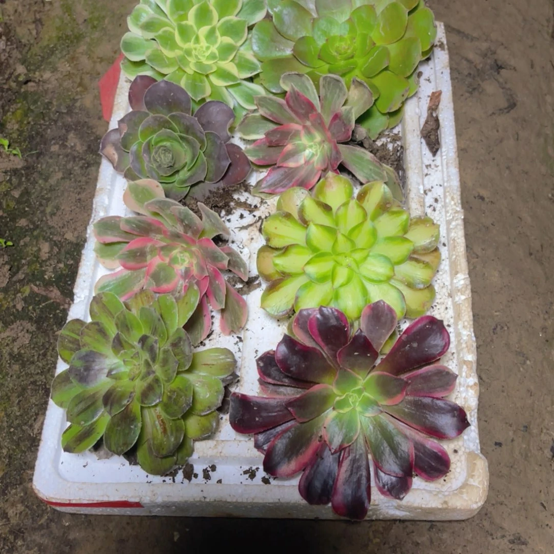 481法师锦多肉组合8公分左右根系弱