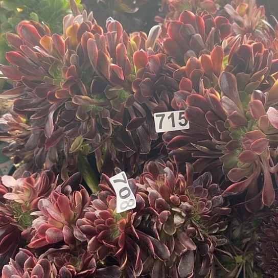 提**长多肉植物两个