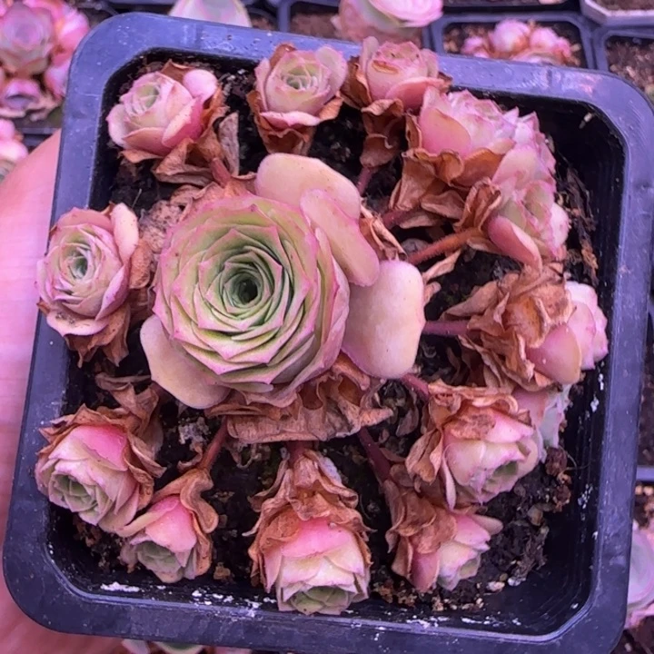 捧花1434373764343