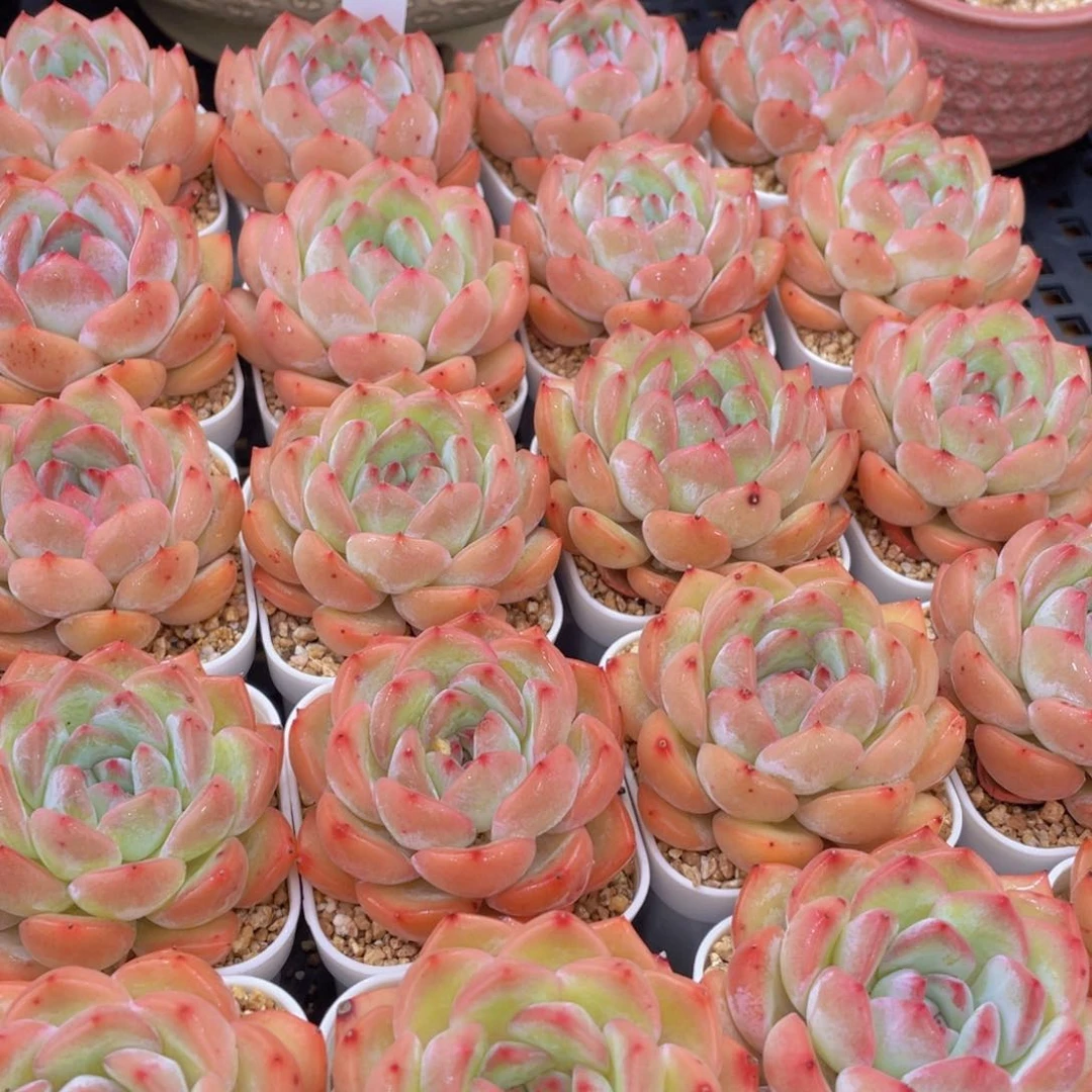 量拍8号 草莓杏仁单头一个