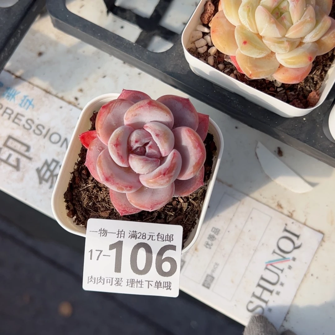 星星雪多肉多肉多肉多肉多肉