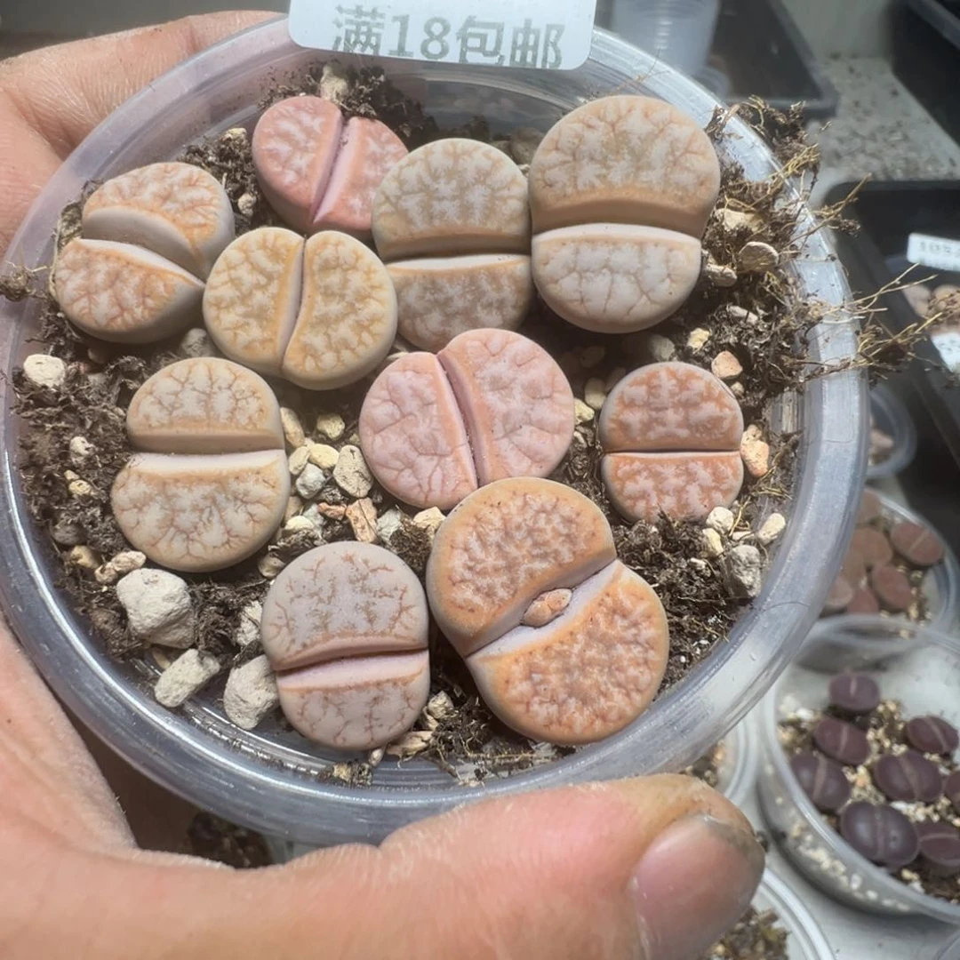 【闪购商品】 1057。