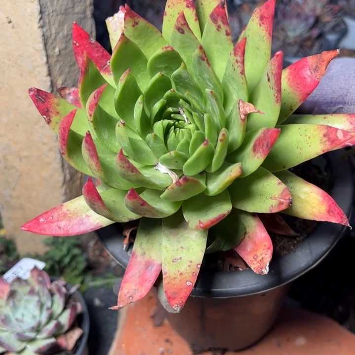 1589哈哈哈哈哈哈哈多肉