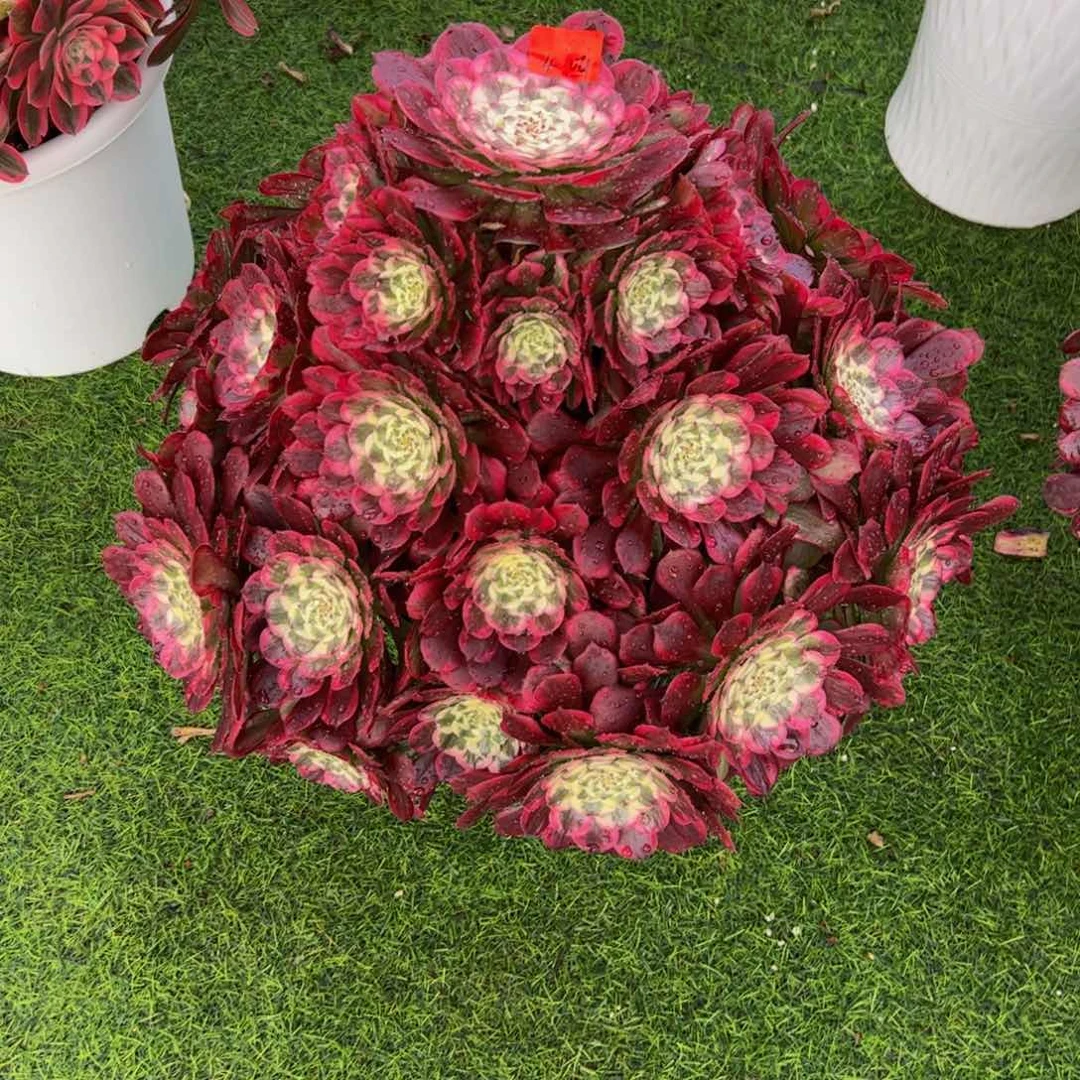 珍*惜04多肉植物寄养霁月