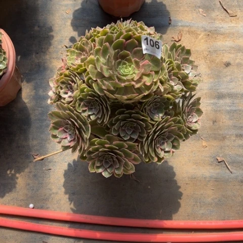承***炉106粉花妖手捧多肉
