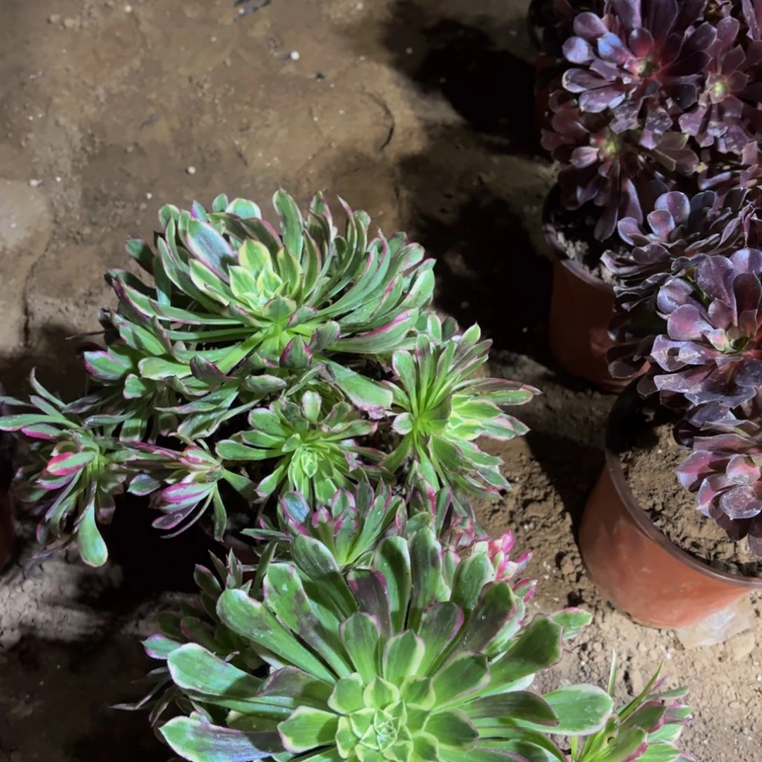 天合法师9.9多肉植物