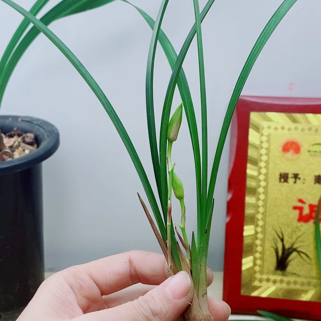 当前无花栽培后可以开花逸