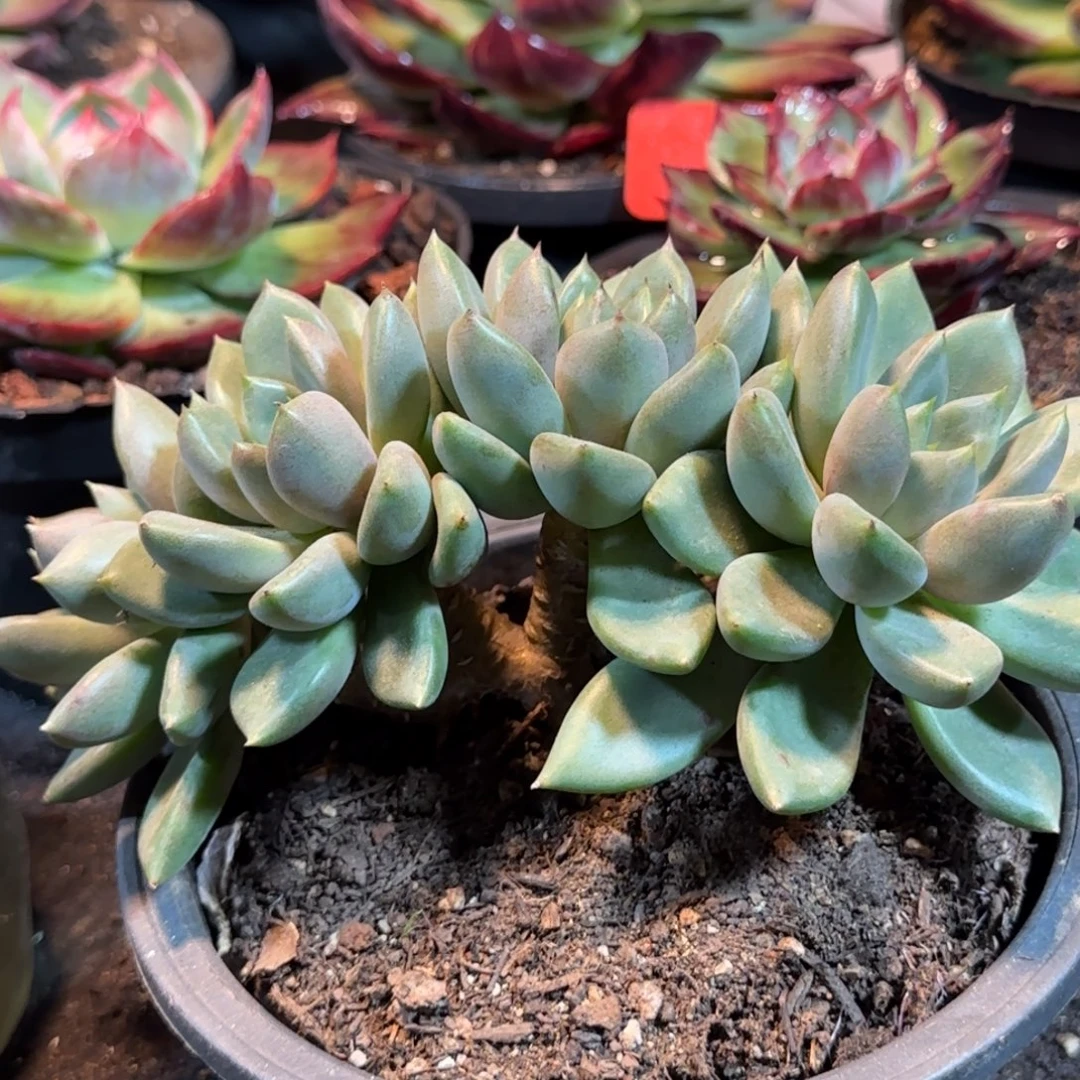 红象牙朵朵惊鸿一物一拍包装收缩花旱