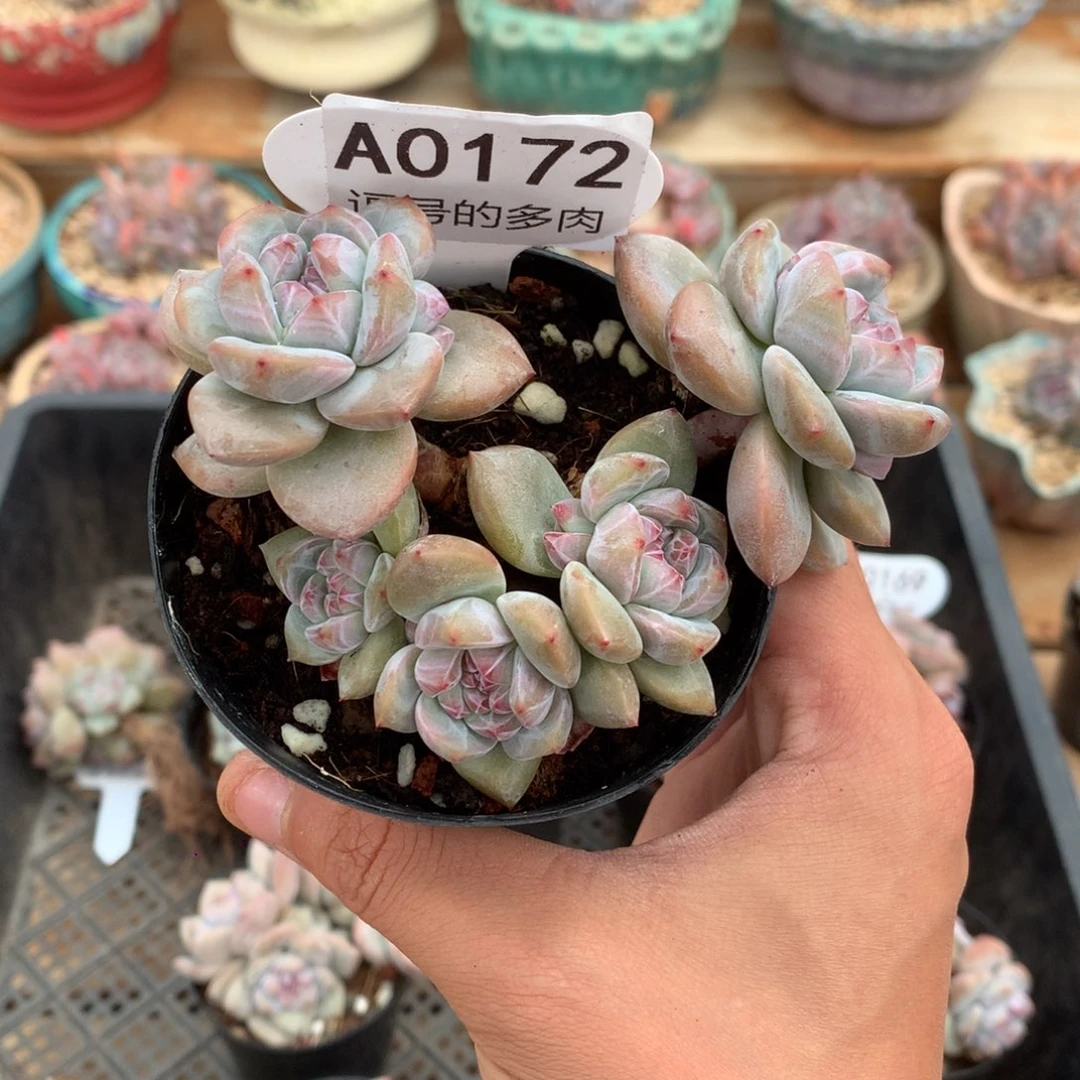 A0172 突尼斯小树 有砍 模特同款 10cm