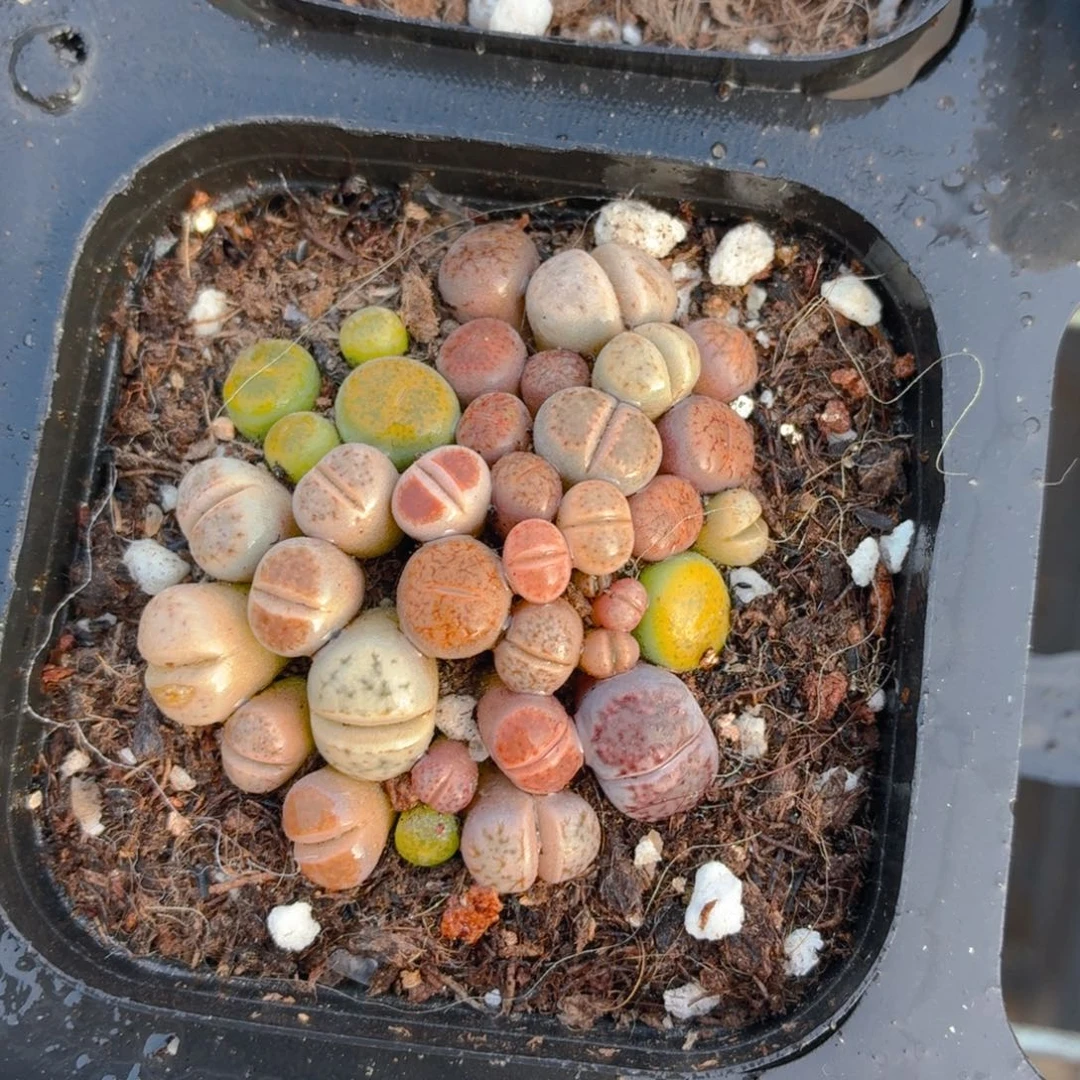 小盆生石花切糕多肉9.9包邮发货