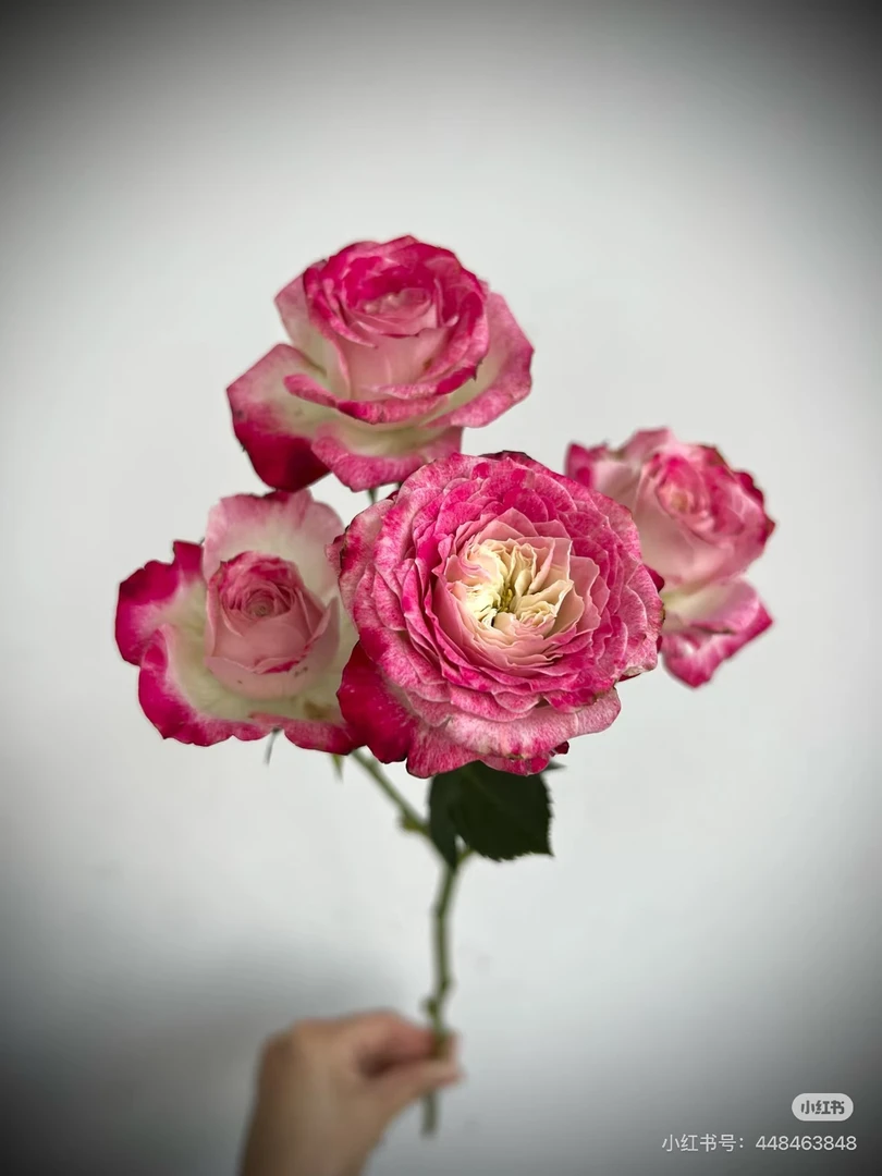 【微风精选】星光多头玫瑰10枝-1单中通 2单京东（20%不售后）