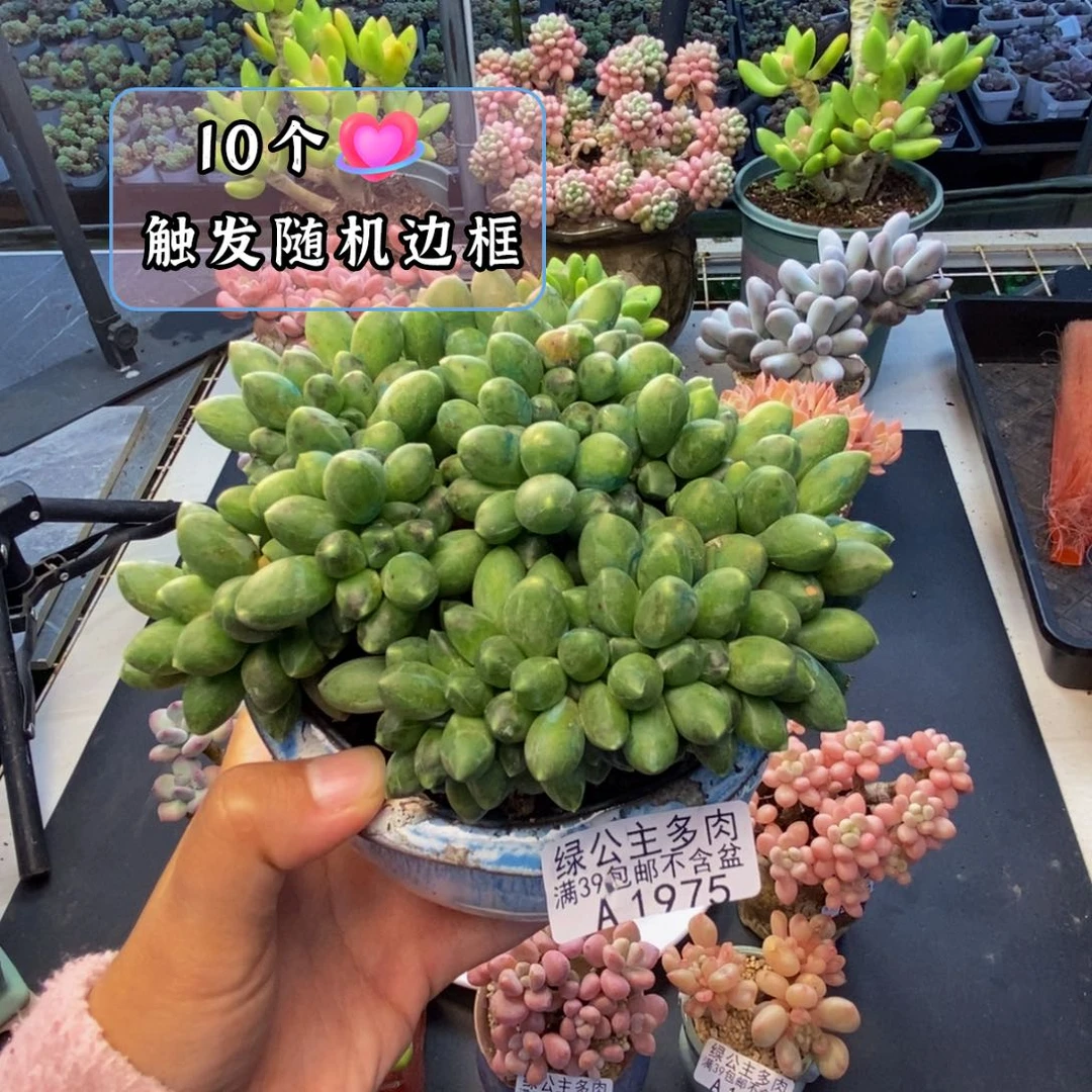 975香蕉树缀多肉12c m