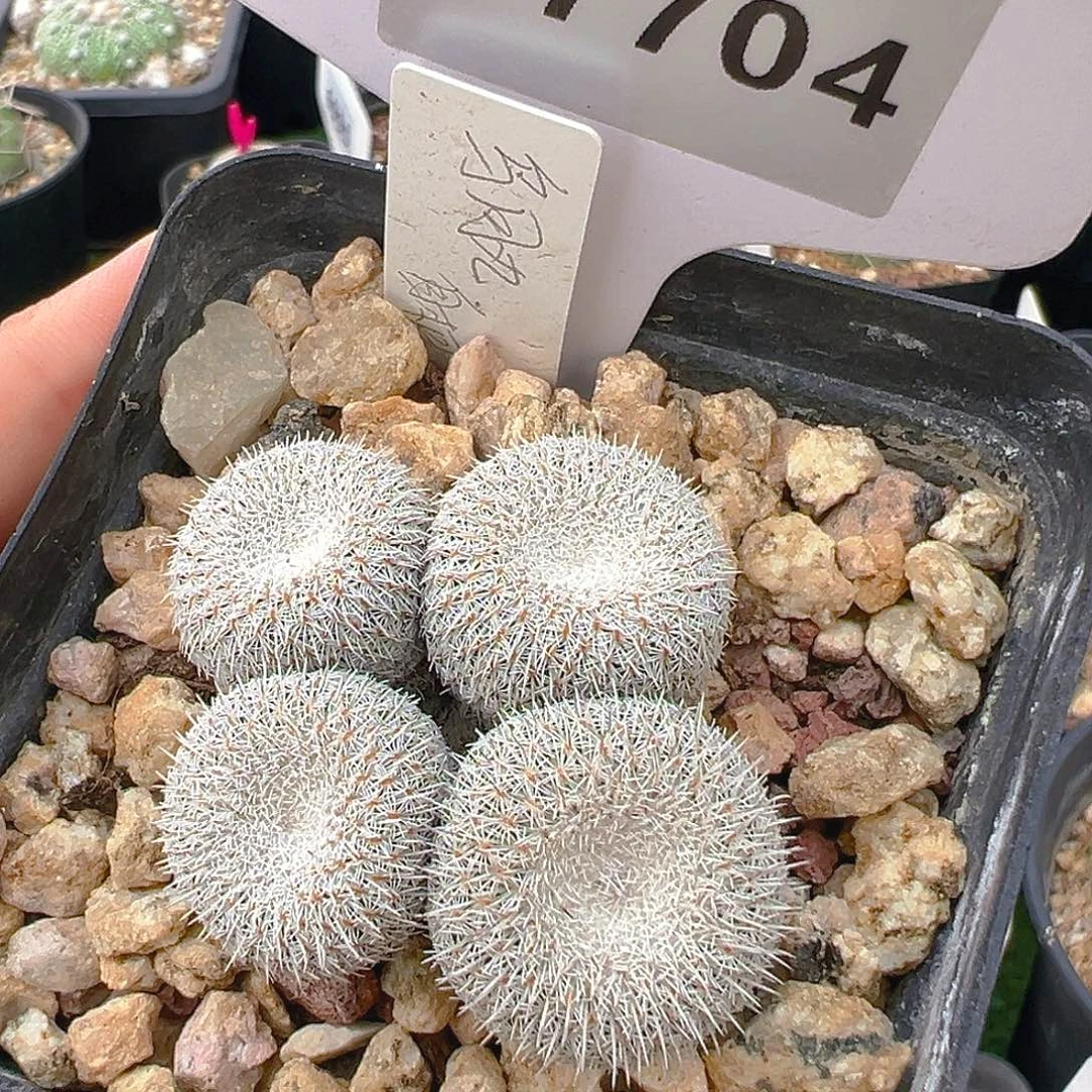 7704自根乌月群裸根发