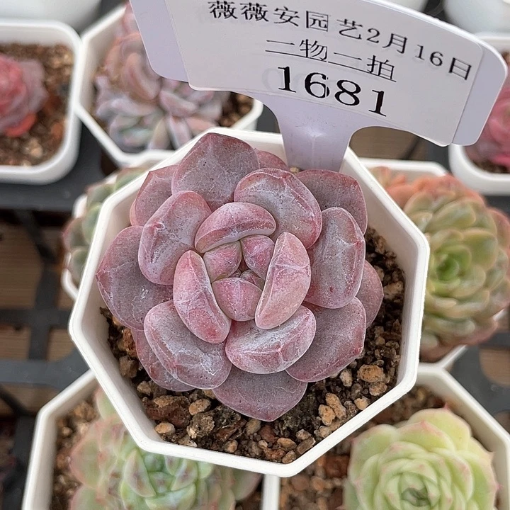 薇薇安园艺多肉2681
