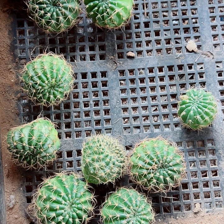 看***切丽花侧芽3棵  随机  大