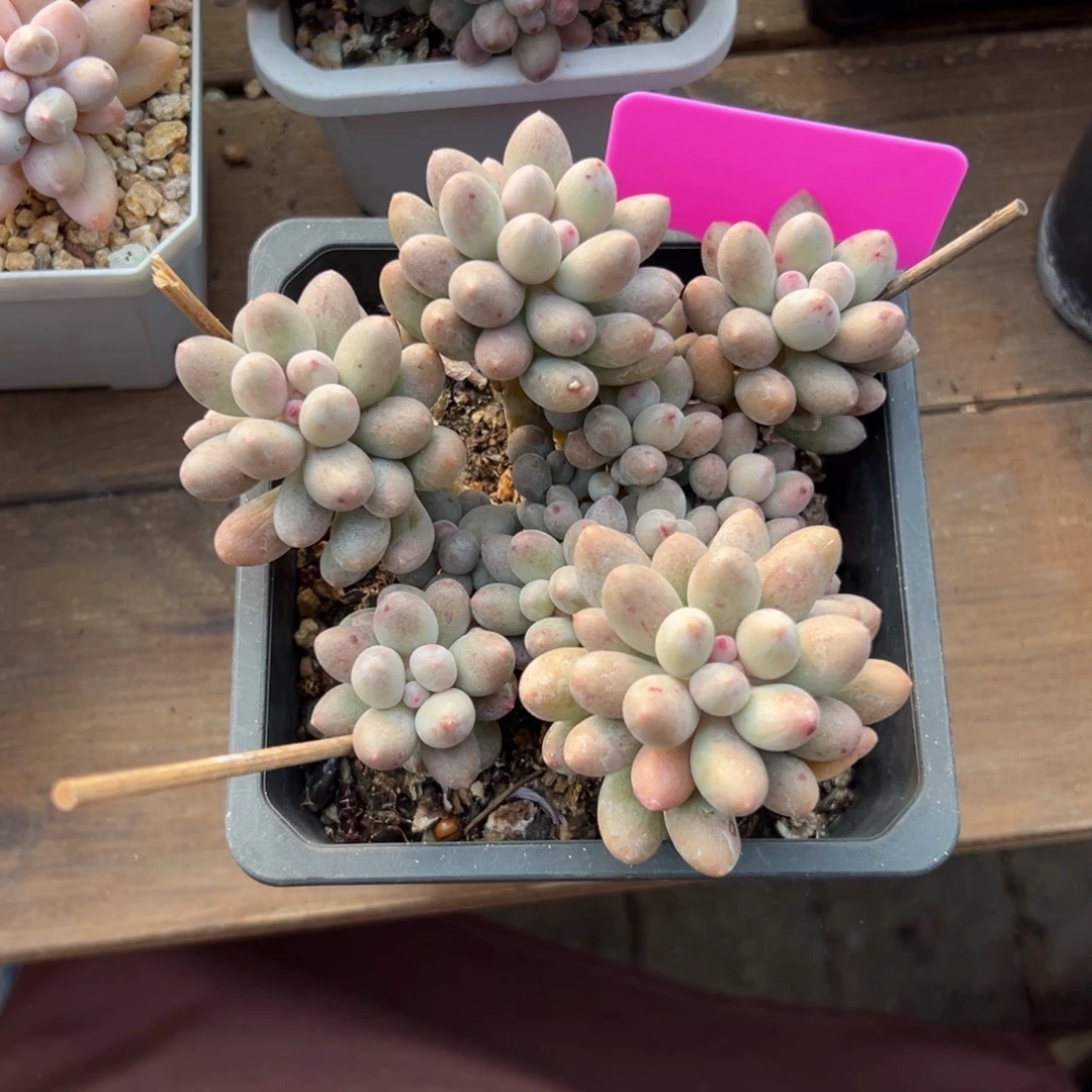 桃花奶11111111111111111