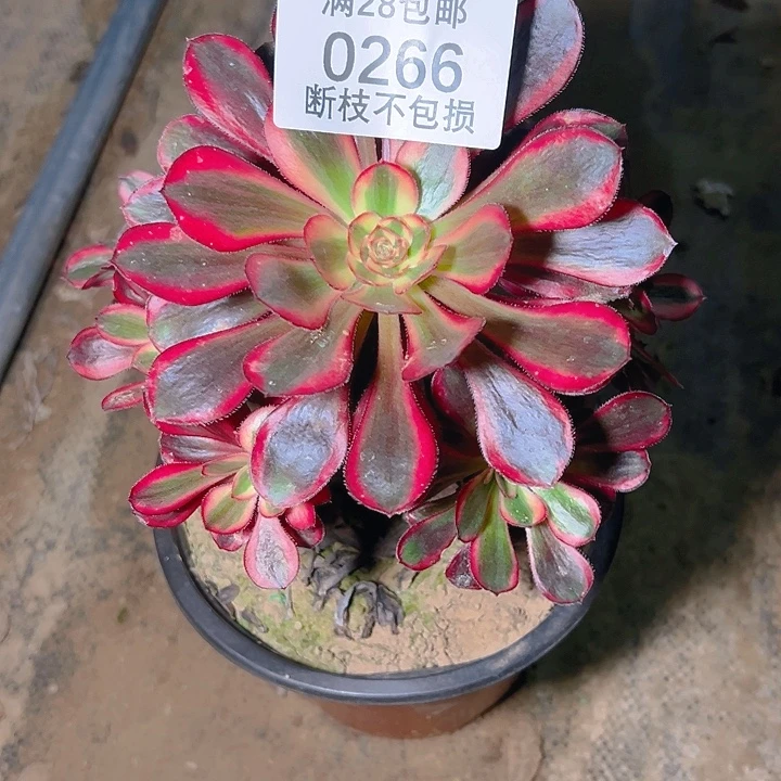 0266香奈尔多肉植物