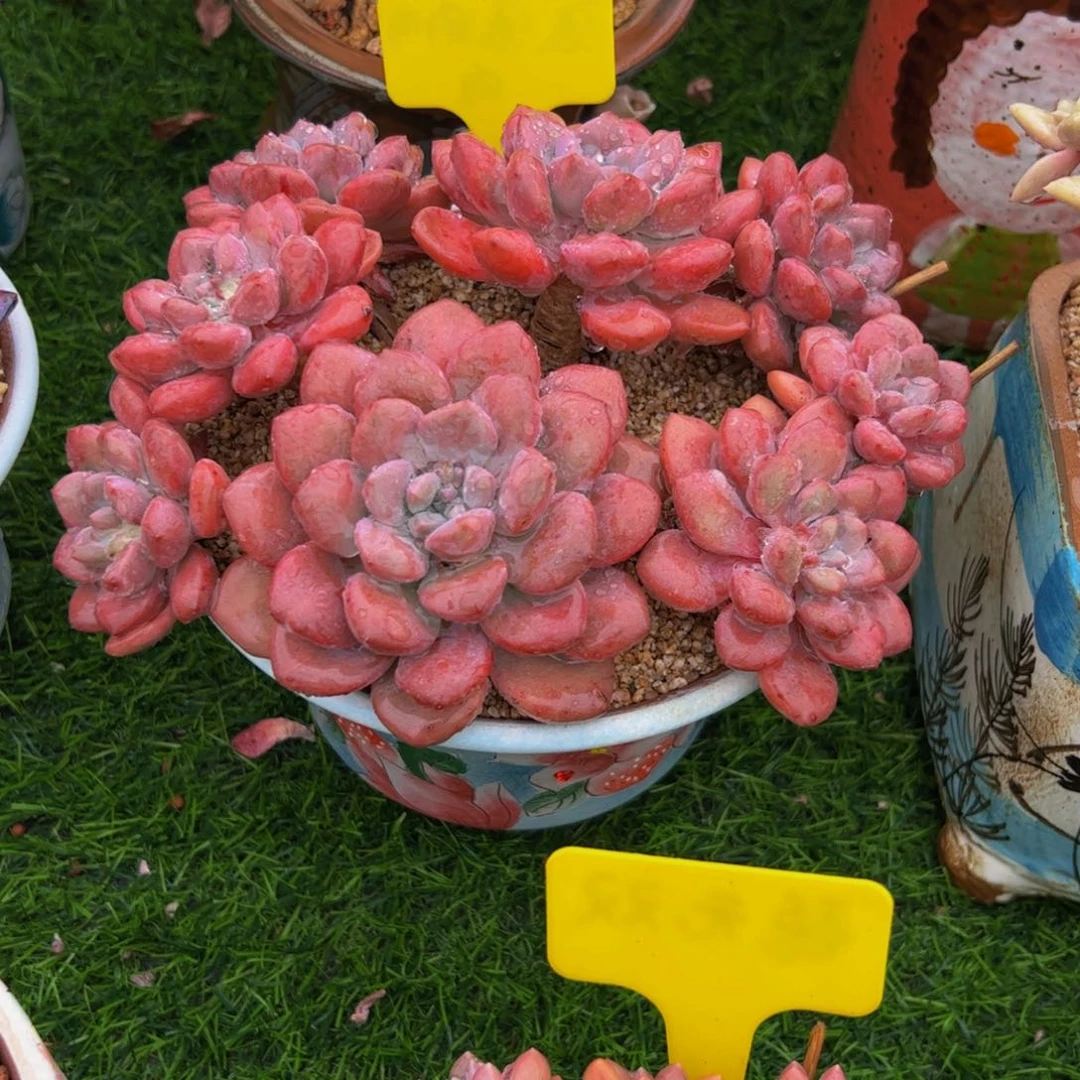 丽*白鹭小老桩多肉植物