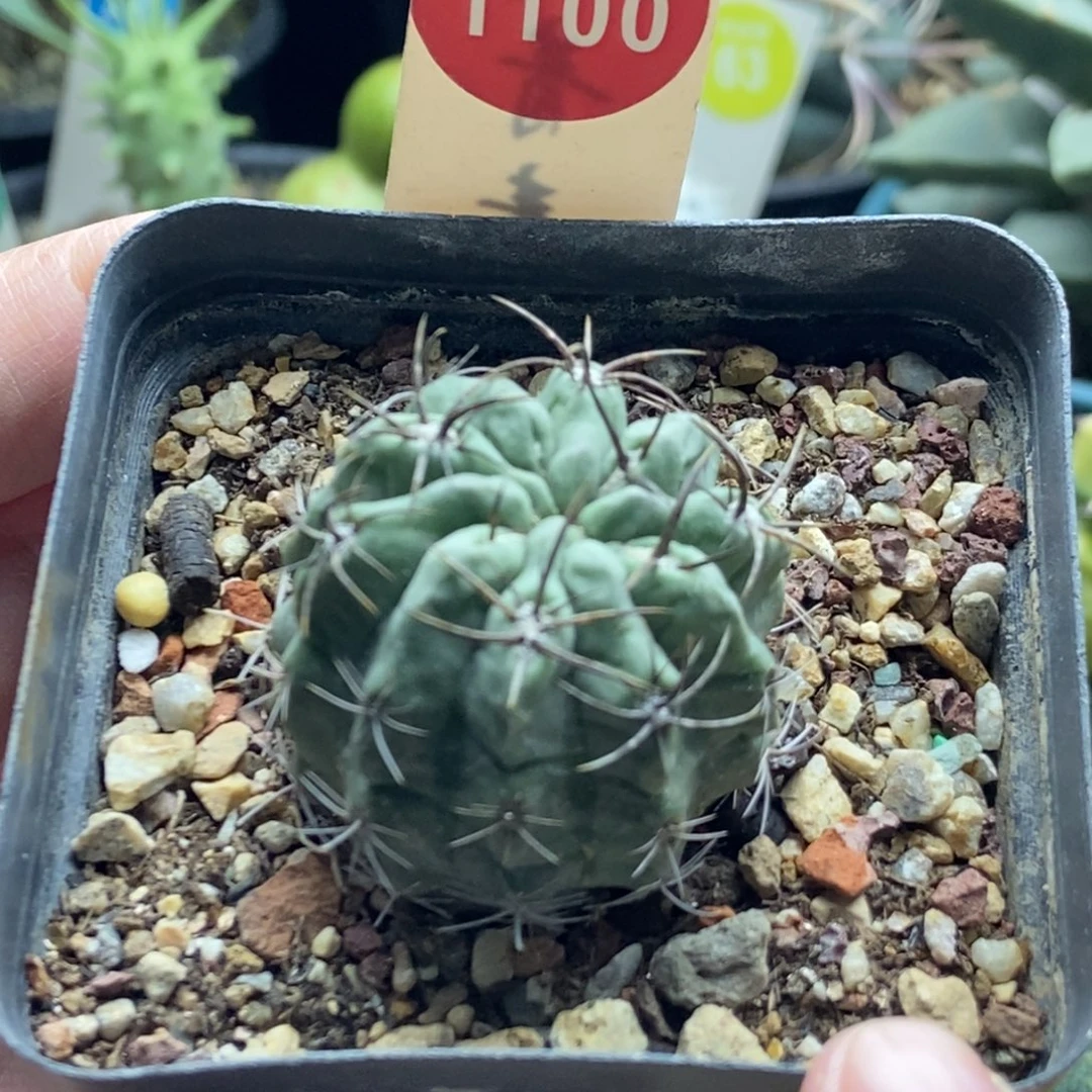 实生白肌素妆玉3.4cm一棵仙人球