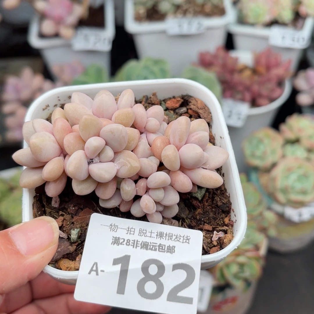 艾伦多肉多肉多肉多