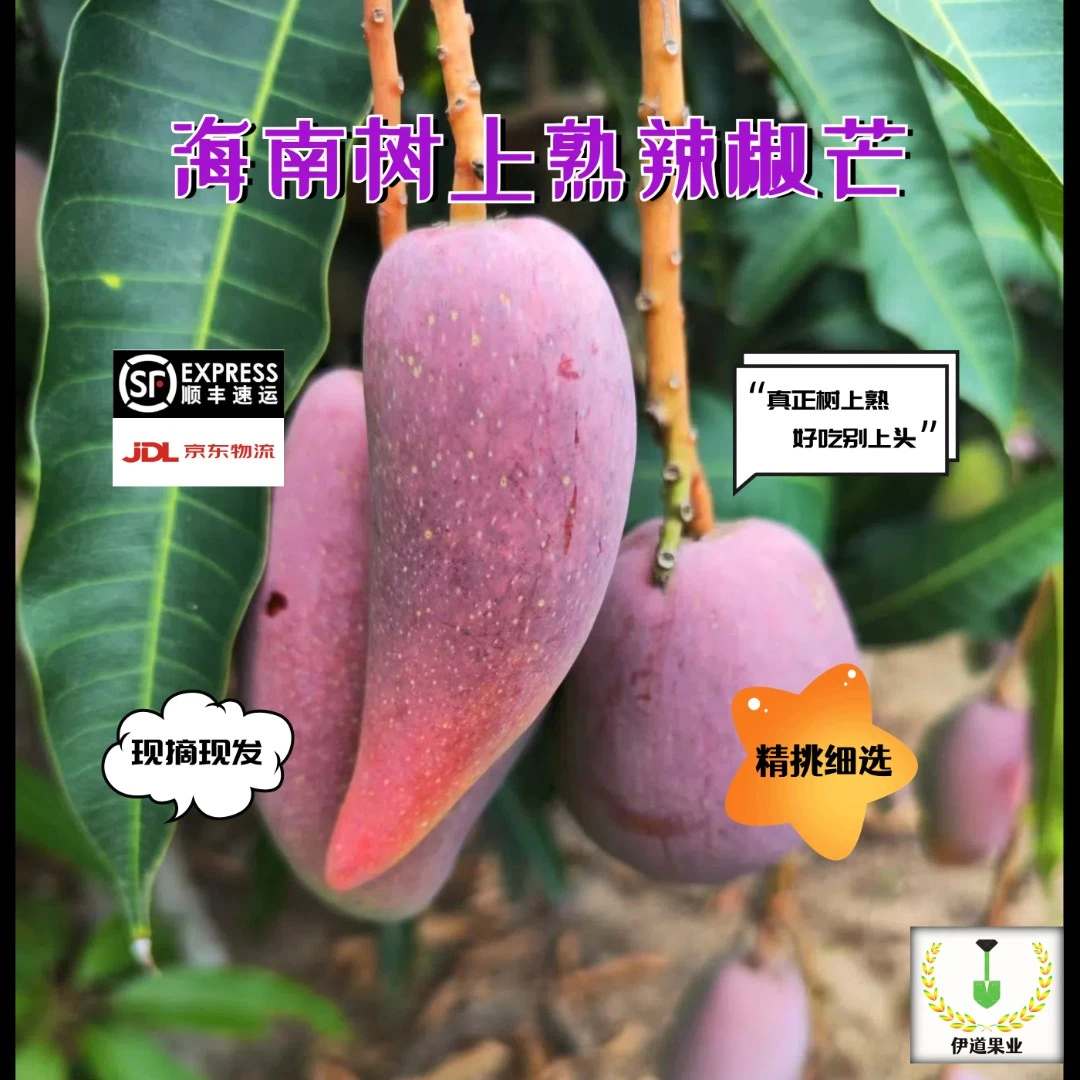 顺丰京东包邮海南树上熟辣椒芒新鲜高品质原产地发货