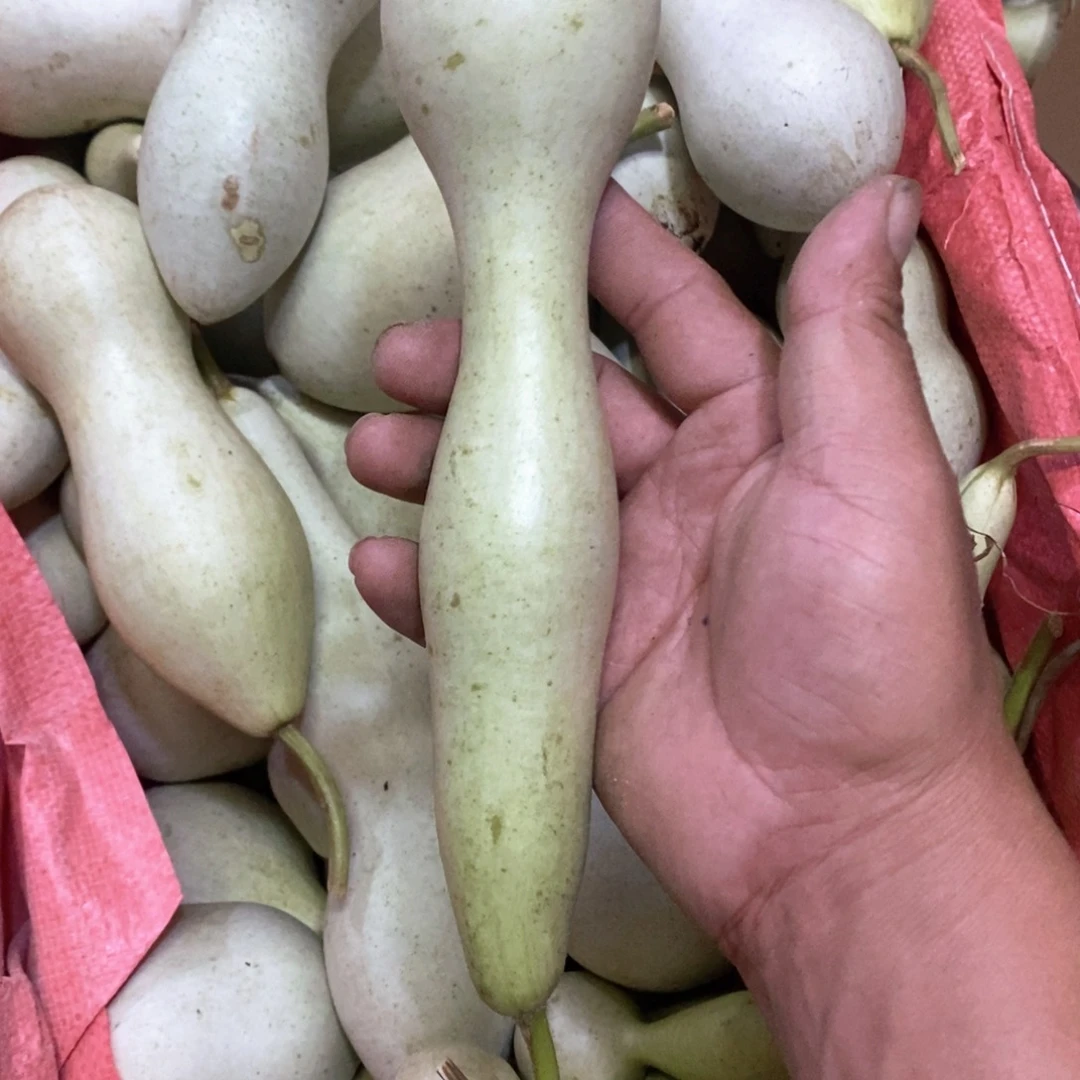 H*T文玩葫芦青皮葫芦