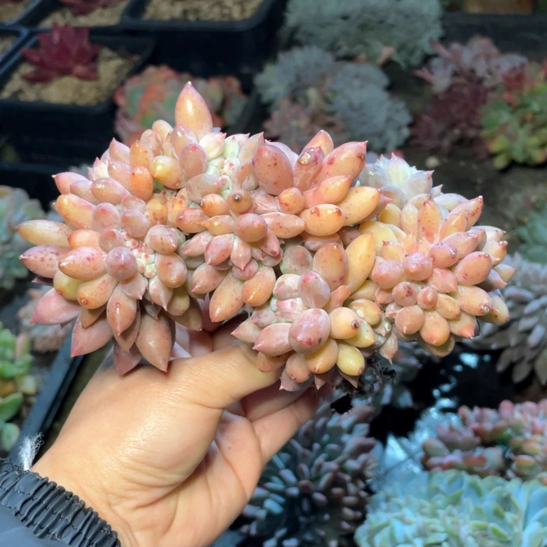 【闪购商品】完全开放所罗门缀