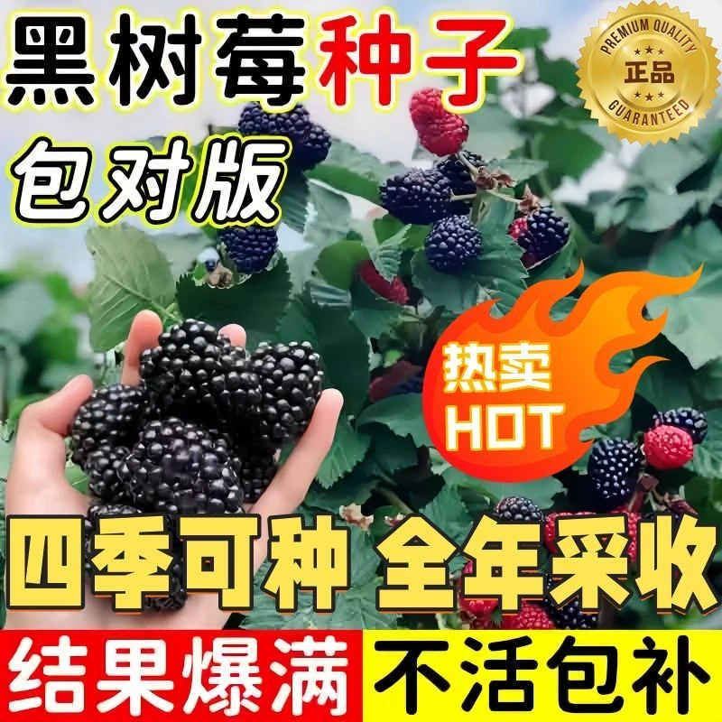 5包耐寒黑树莓种子阳台盆栽小院种植简单夏季开花四季播种高产
