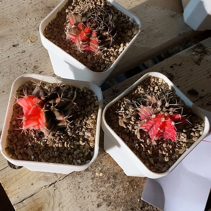 22440。    一颗。  球锦。