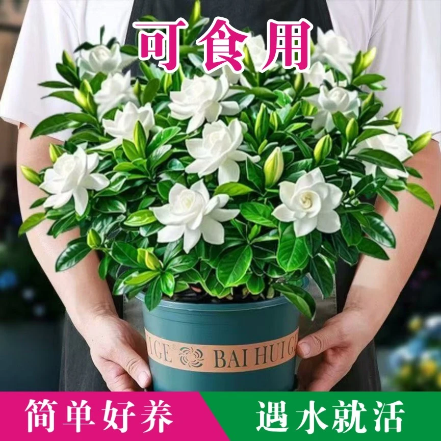 【带花苞】重瓣栀子花净化空气餐桌花卉客厅防蚊绿植盆栽室内
