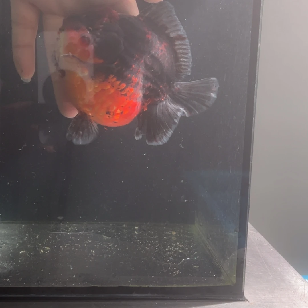 金鱼首鳍开衩15566885668877777788