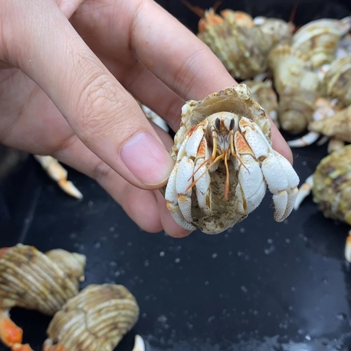 2.3口毛里求斯草莓