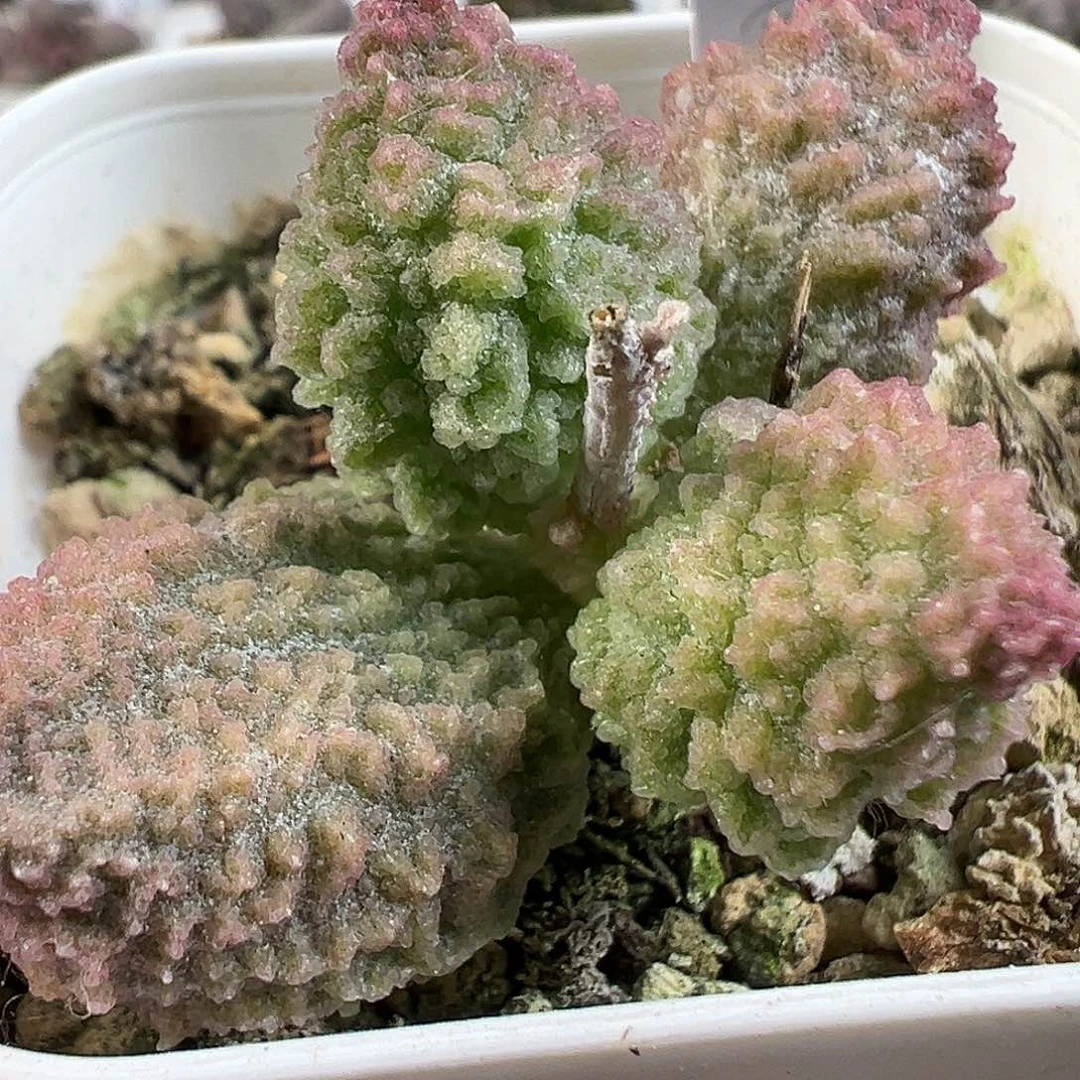绿幽灵多肉水泡植物