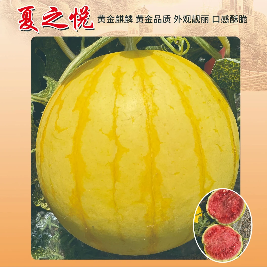 鼎优夏之悦黄皮红瓤西瓜大果型耐裂口感好商品佳 一袋200粒