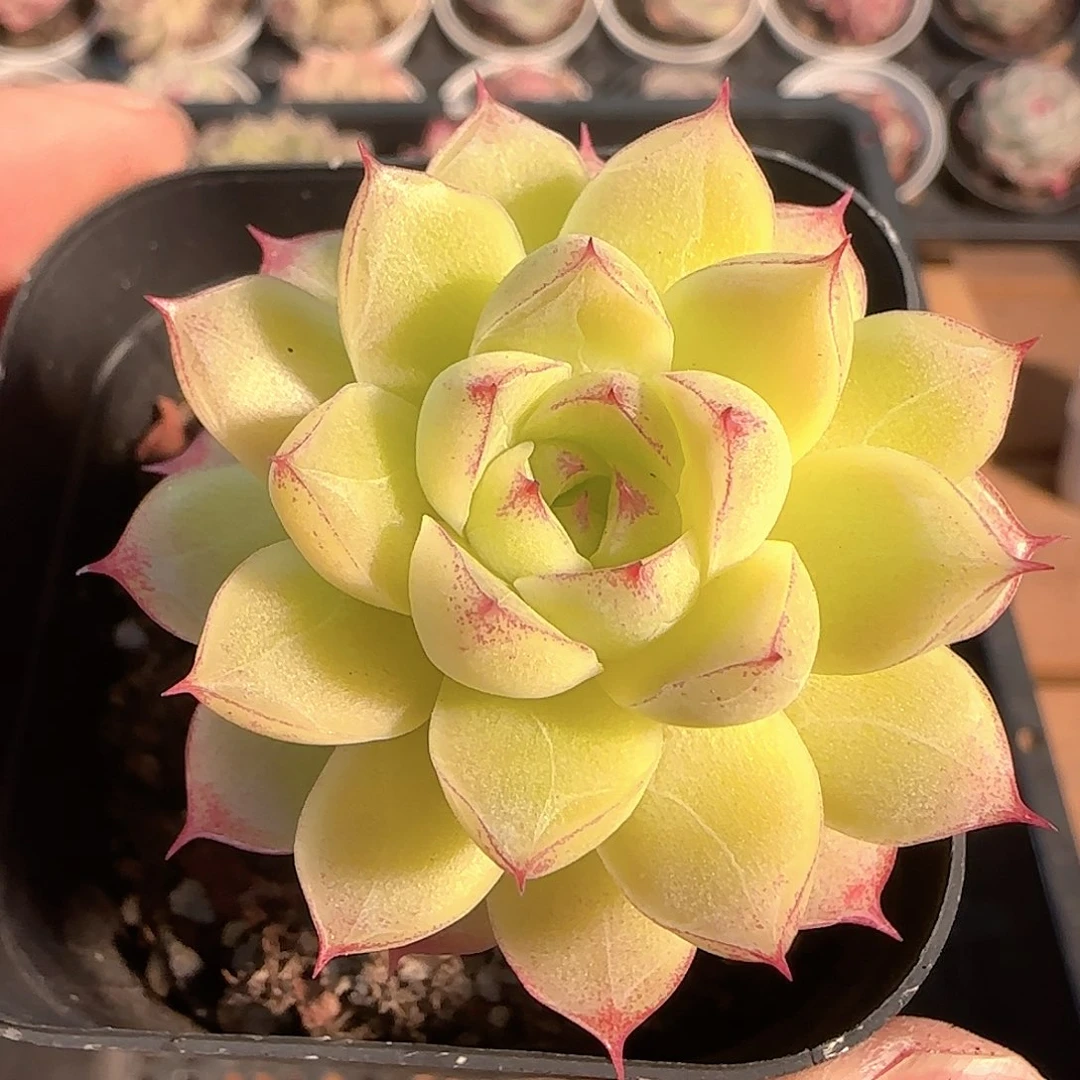 多肉1203-184女王玫瑰