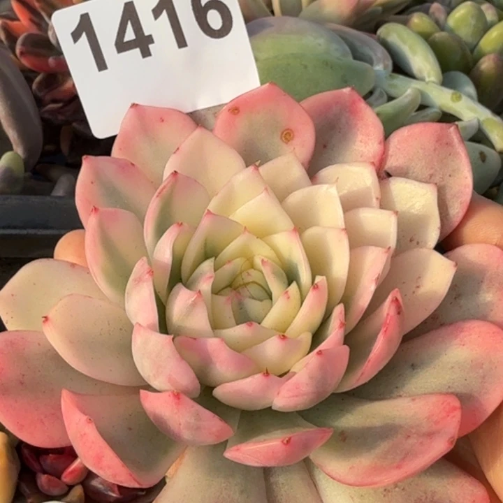 无根多肉植物满18包邮当场凑单不满单隔天发顺丰到付