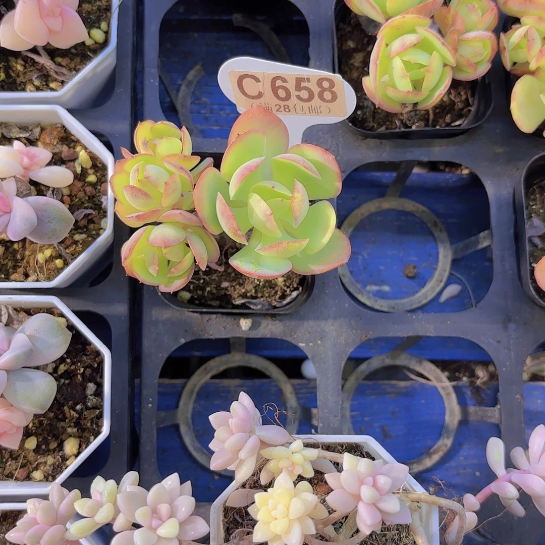 *****C659碧桃一物一拍