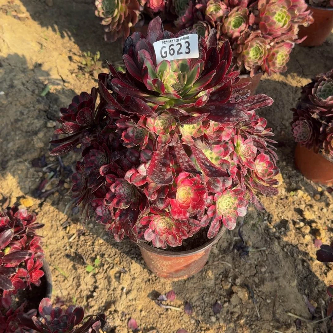 迷*?623冰淇淋寄养到秋