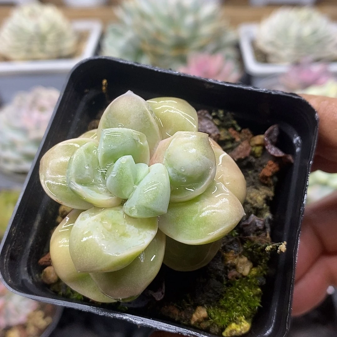 2714 瘤子可爱玫瑰
