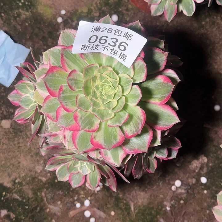 0636水蜜桃多肉植物