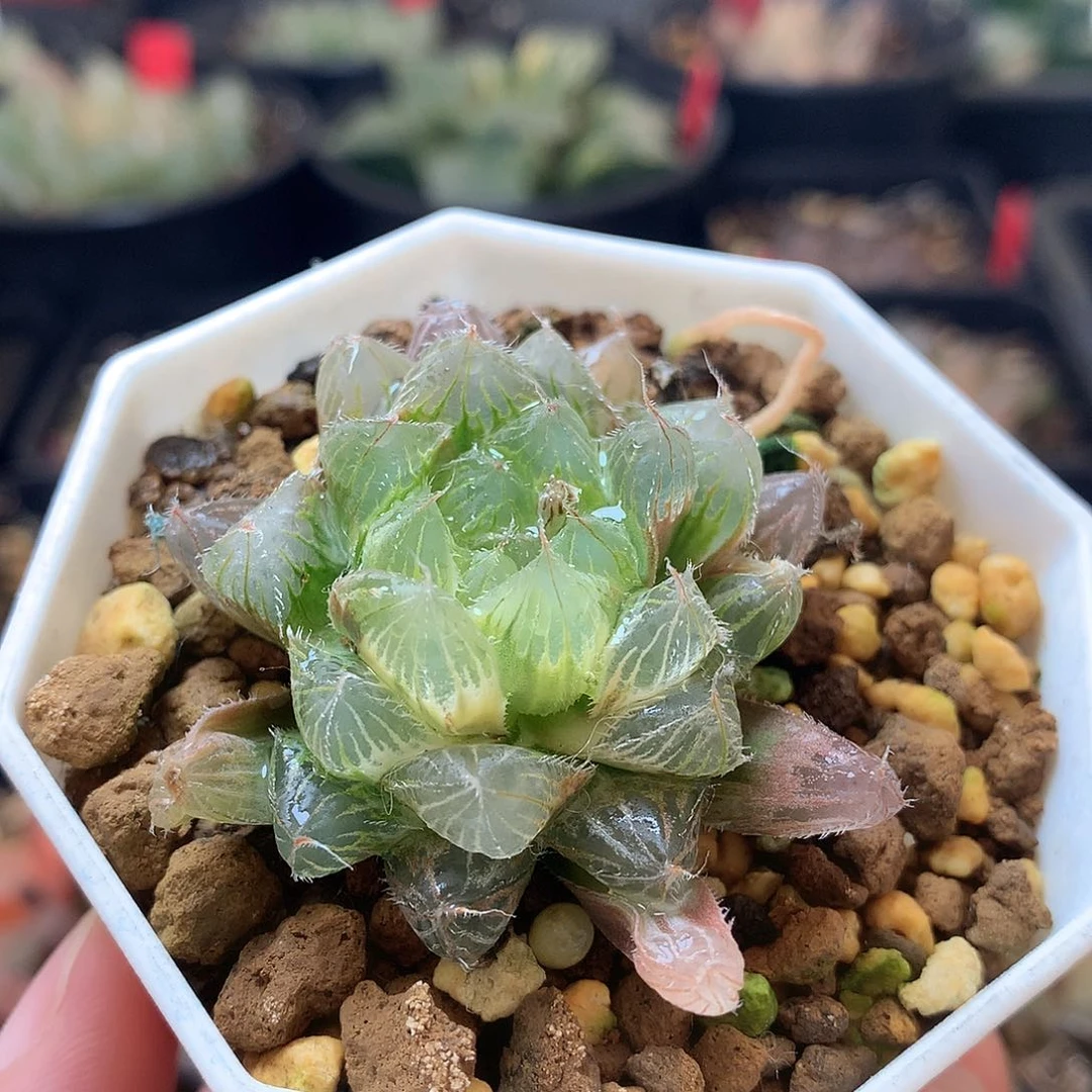 玉露锦一物一拍带盆