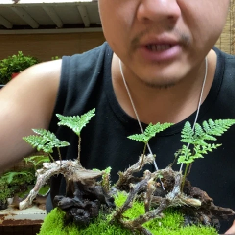 红陶一物一拍所见即所得7