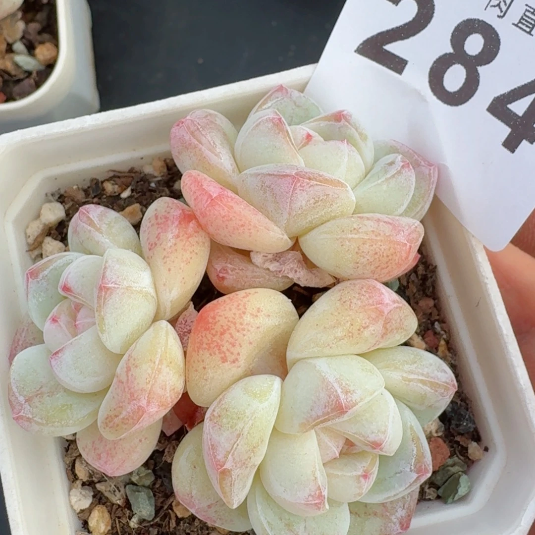 冰玉模特      愿你一路坦途，乘风破浪展宏图