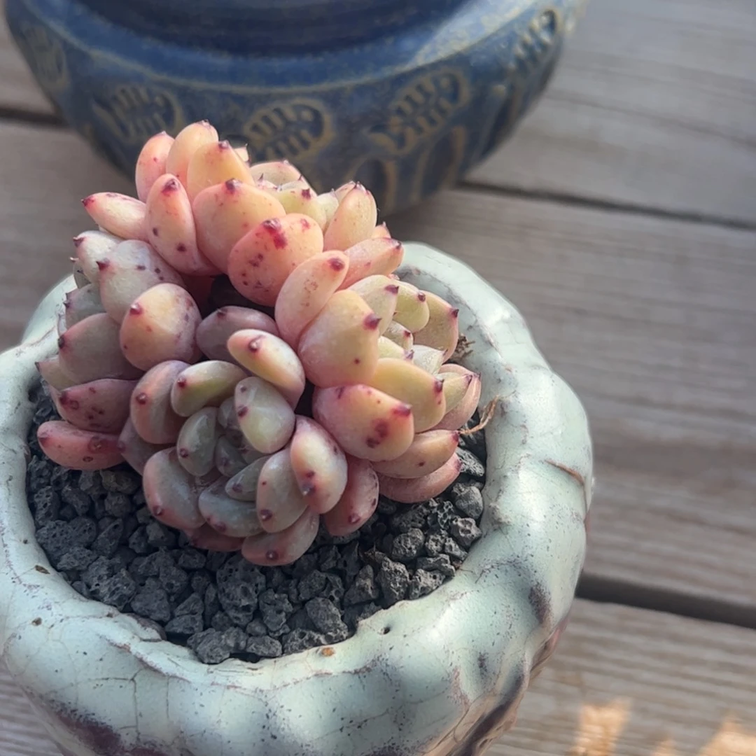 多肉植物多肉植物提取