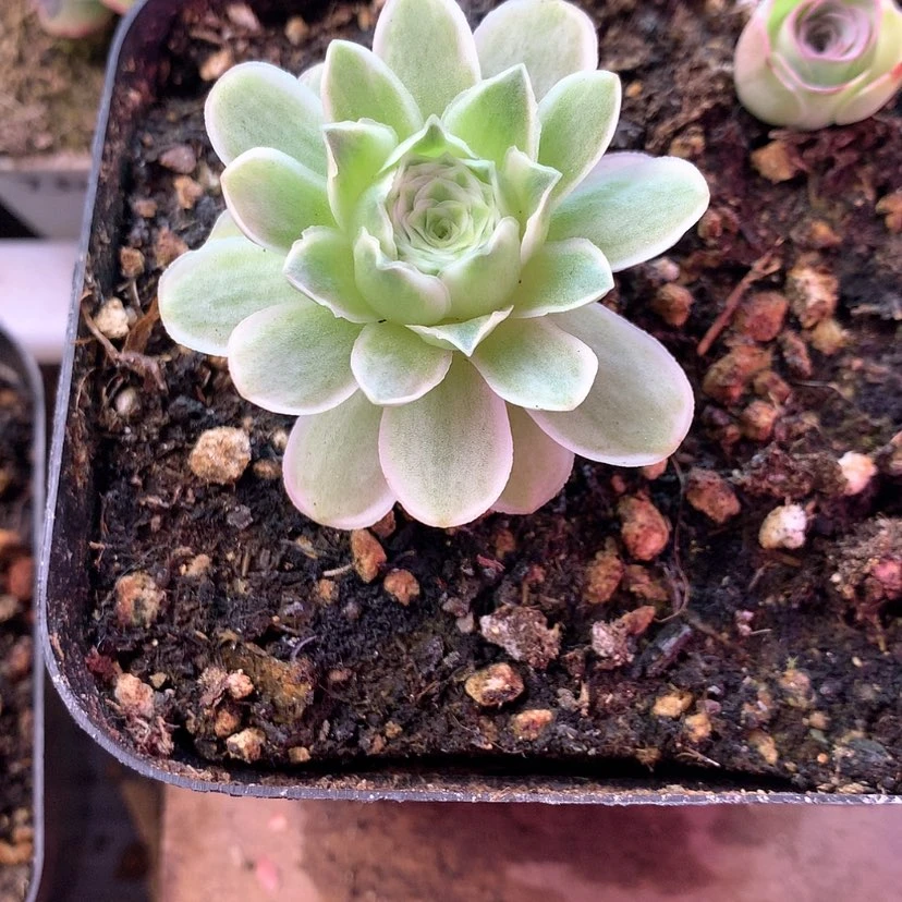 【闪购商品】ℳ****2月会员秋夕212